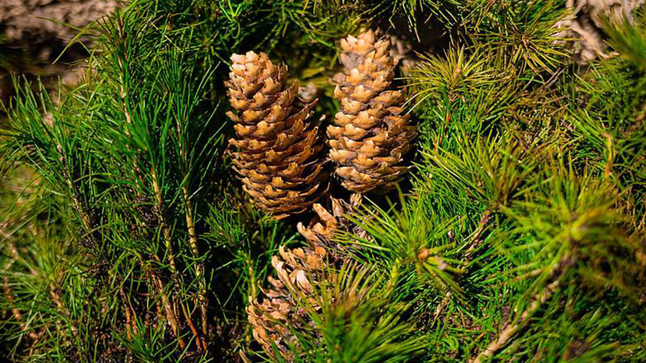 Проект "Посади лес" Проект "Посади лес"